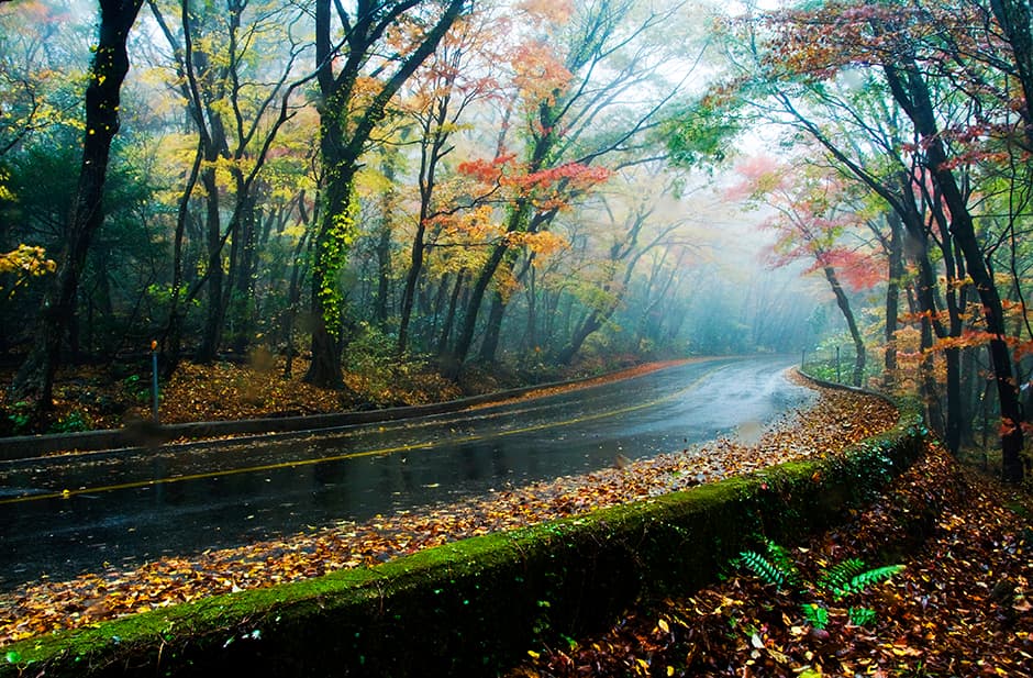 5.16 Tree Tunnel thumbnail 3
