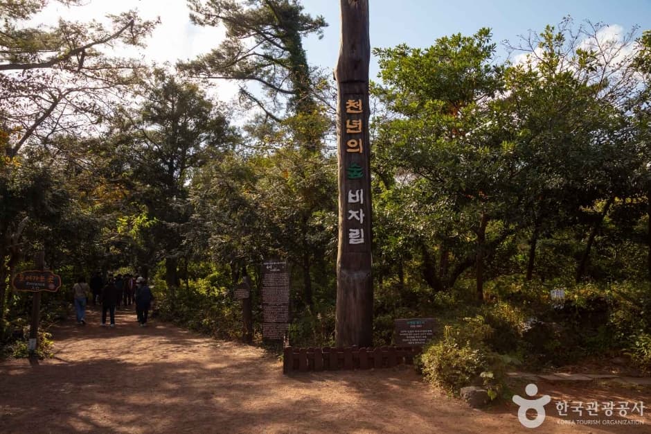 Bijarim Forest selected image