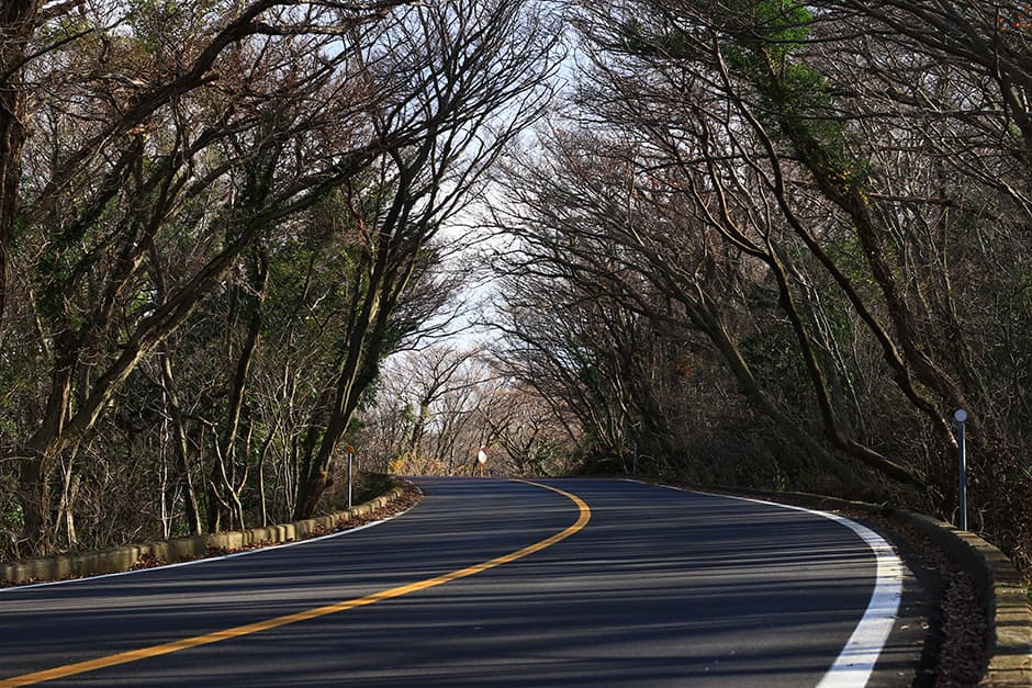 5.16 Tree Tunnel thumbnail 4
