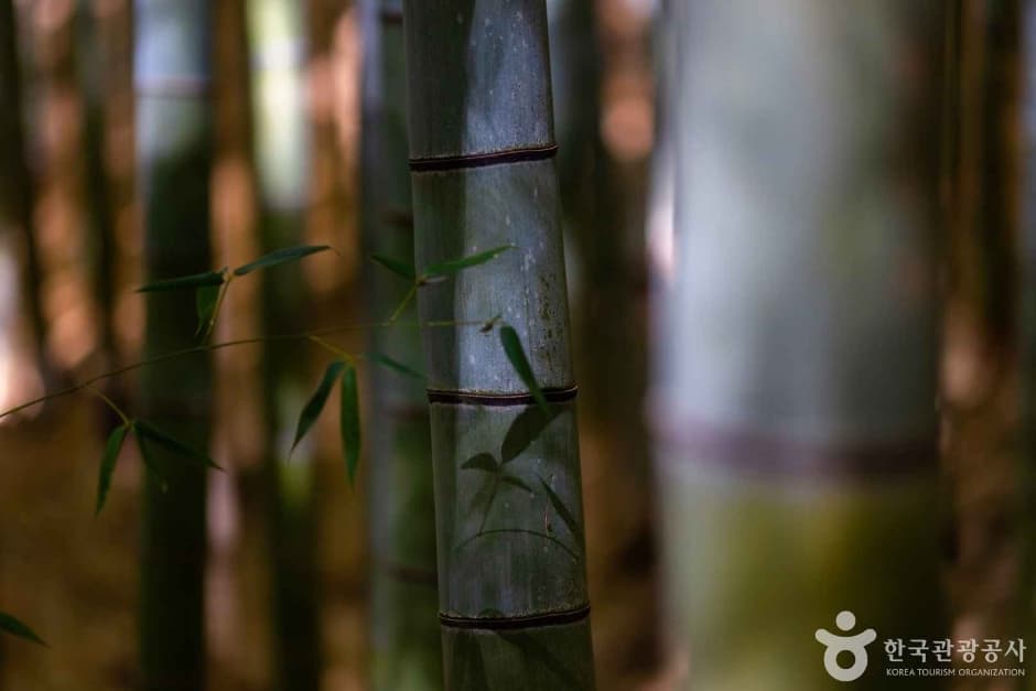 Ahopsan Forest thumbnail 3