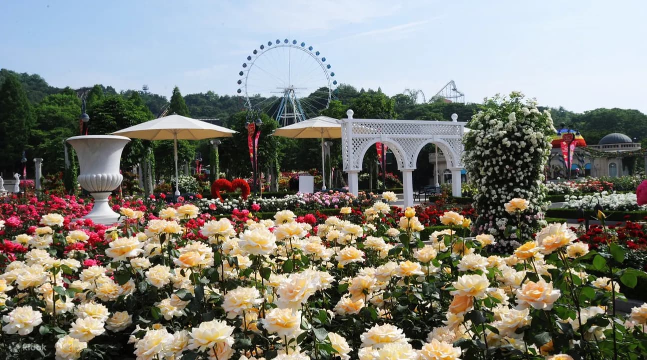 Seoul to Everland and Caribbean Bay Shuttle Bus Guide selected image