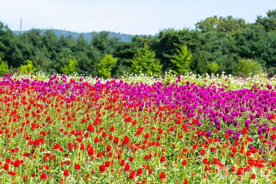 Nari Farm (나리농원) selected image