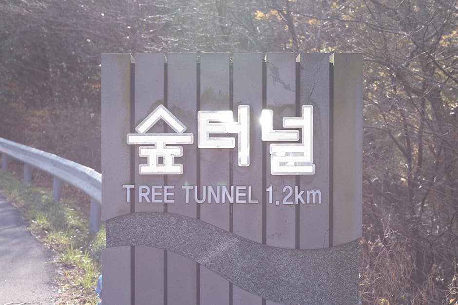5.16 Tree Tunnel image